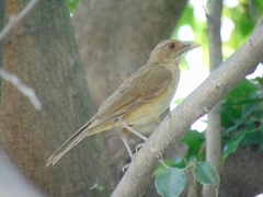Turdus grayi