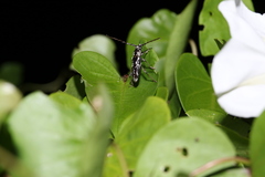 Elaphidion irroratum