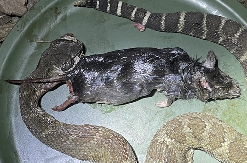 Long-tailed Vole