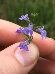 Lobelia gattingeri