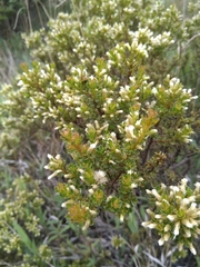 Baccharis tricuneata