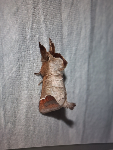 Clostera curtula