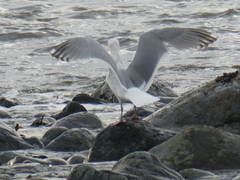 Larus glaucescens × occidentalis