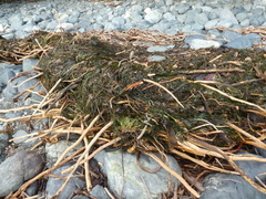 Phyllospadix scouleri