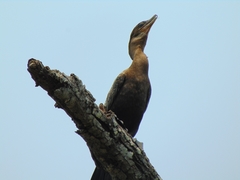 Nannopterum brasilianum