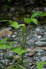 Arisaema triphyllum
