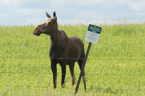 Moose