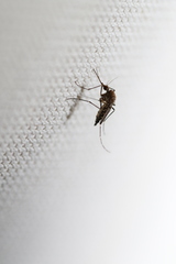 Aedes taeniorhynchus