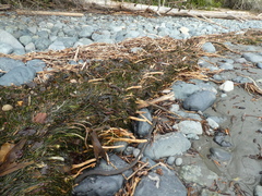 Phyllospadix scouleri