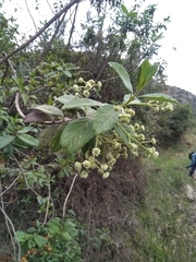 Lippia hirsuta