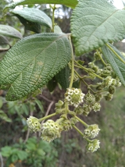 Lippia hirsuta