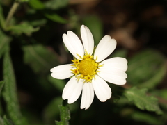 Melampodium cinereum