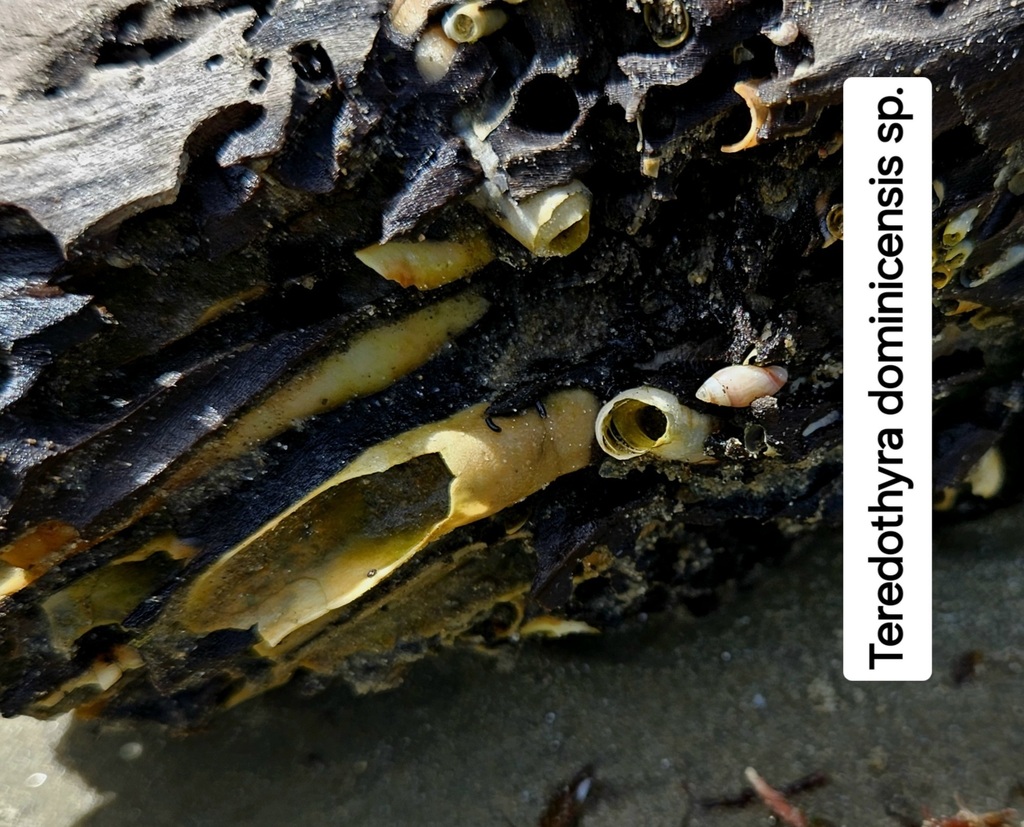Teredothyra