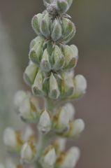 Lupinus leucophyllus