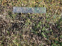 Oryctolagus cuniculus cuniculus