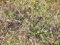 Oryctolagus cuniculus cuniculus