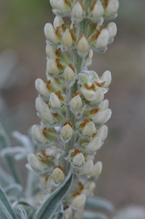 Lupinus leucophyllus