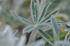 Lupinus leucophyllus