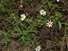 Melampodium cinereum