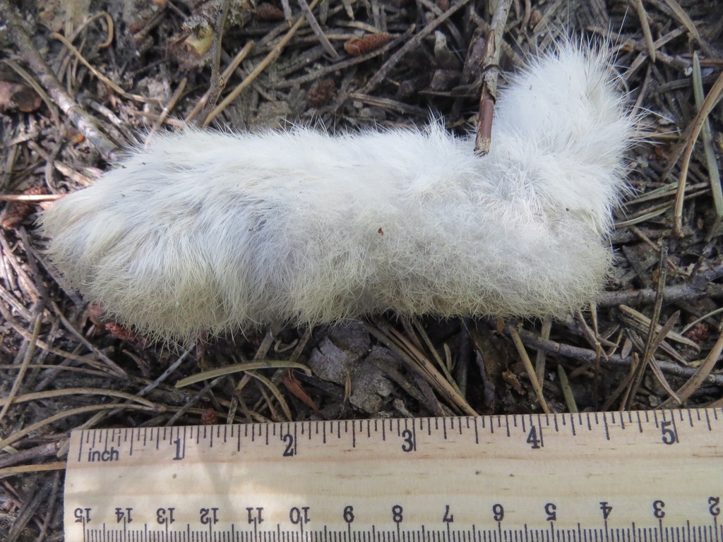 Sierra Nevada snowshoe hare