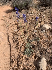 Delphinium scaposum