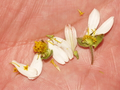 Melampodium cinereum
