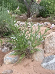 Cirsium arizonicum