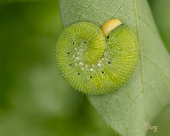 Trichiosoma triangulum
