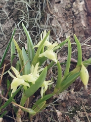 Epidendrum scharfii, photograph (c) Daniel Mesa, some rights reserved (CC BY)