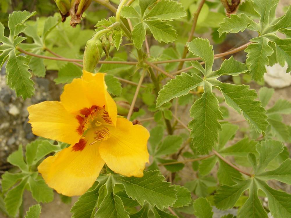 Amoreuxia wrightii