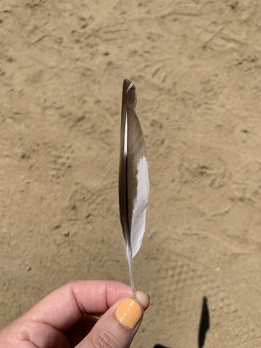 Plume de Pluvier argenté