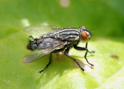 Red-tailed Flesh Fly (Sarcophaga africa) · iNaturalist