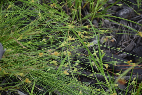 Image of Rhynchospora chapmanii by (c) Ryan Watson, some rights reserved (CC BY)