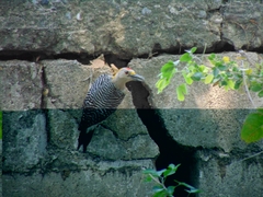 Melanerpes aurifrons