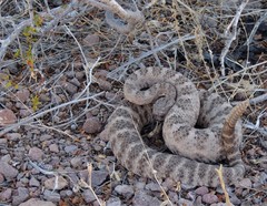 Crotalus tigris