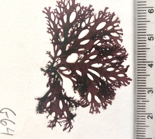 red sea fan (Callophyllis flabellulata)