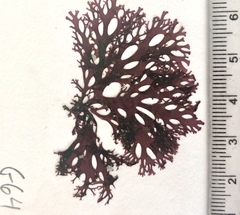 Callophyllis flabellulata