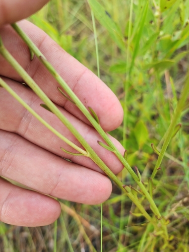 Image of Balduina uniflora by (c) Scott Allen Davis, some rights reserved (CC BY)