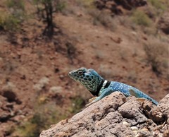 Sonoran Collared Lizard photo 4