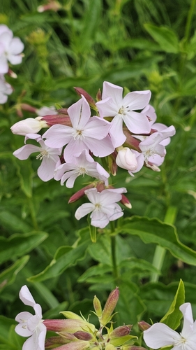 Saponaria officinalis