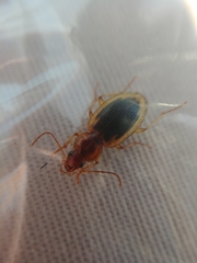 Tanystoma maculicolle