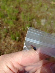 Tanystoma maculicolle