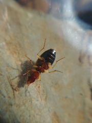 Tanystoma maculicolle