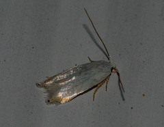 Pseudopostega