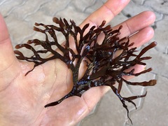 Fredericqia deveauniensis