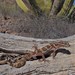 Gecko Bandeado de Sonora - Photo (c) naturegirlkh, algunos derechos reservados (CC BY-NC), subido por naturegirlkh