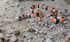 Sonora palarostris