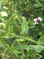 Trirhabda flavolimbata
