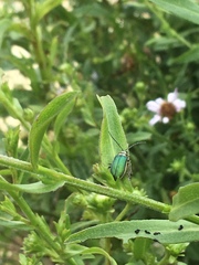 Trirhabda flavolimbata