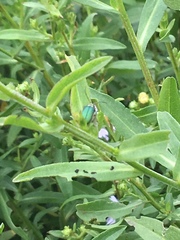 Trirhabda flavolimbata